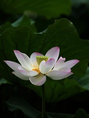 2014-荷花-0320