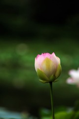 2014-荷花-0302