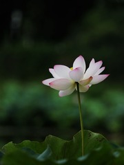 2014-荷花-0303