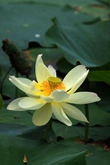 2014-荷花-0310