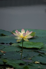 2014-荷花-0311