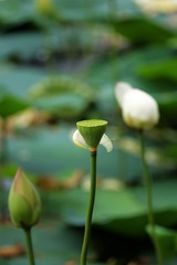2014-荷花-0312