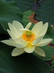 2014-荷花-0313