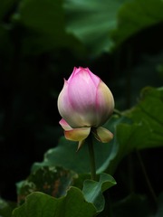2014-荷花-0314