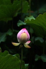 2014-荷花-0315