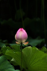 2014-荷花-0316