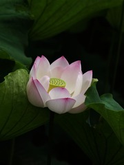 2014-荷花-0317