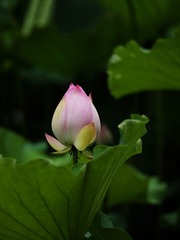 2014-荷花-0318