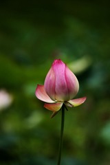2014-荷花-0322