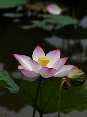 2014-荷花-0323