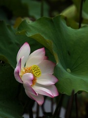 2014-荷花-0324