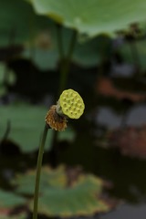 2014-荷花-0325
