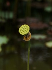 2014-荷花-0326