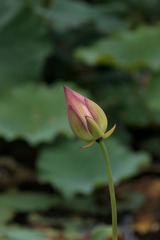 2014-荷花-0327