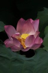 2014-荷花-0520