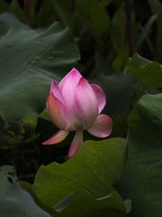2014-荷花-0508