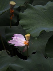 2014-荷花-0509