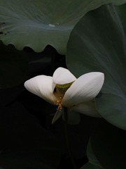 2014-荷花-0510