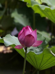 2014-荷花-0512