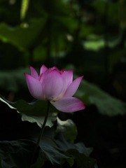 2014-荷花-0513