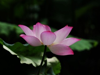 2014-荷花-0514