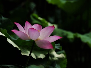 2014-荷花-0515