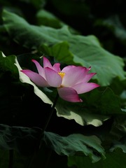 2014-荷花-0516