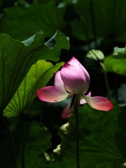 2014-荷花-0517