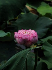 2014-荷花-0518