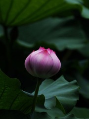 2014-荷花-0519