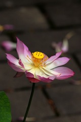 2014-荷花-0613