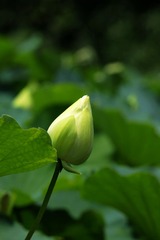 2014-荷花-0608
