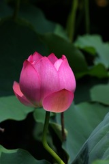 2014-荷花-0610