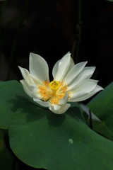 2014-荷花-0612