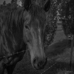 ZXY_5477