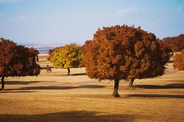 ZXY_0984