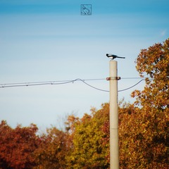 ZXY_1079