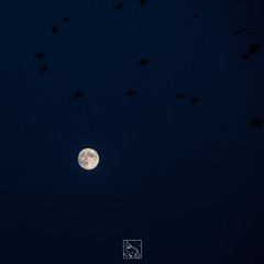 ZXY_1261