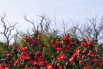 IMGP4550.jpg