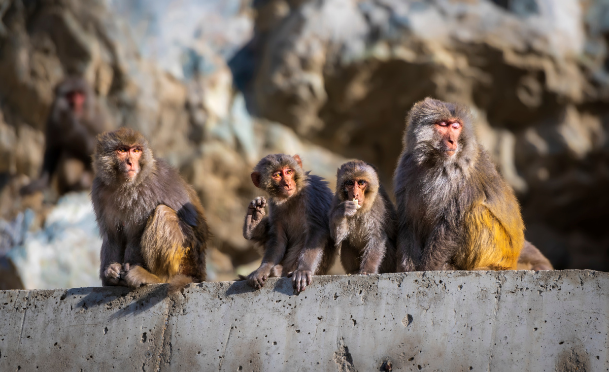 在川藏线318进藏途中，山坡上一群野猴子吸引了我们的目光，下车拍摄中，这四只大小猴子待在公路边的水泥护墙上，形态各异，目光不同，小猴子惊异的眼神、大猴子闭幕思考的样子，煞是好玩，我猜，这应该是猴的一家子。