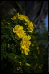 20130501-_IGP1183-编辑.jpg