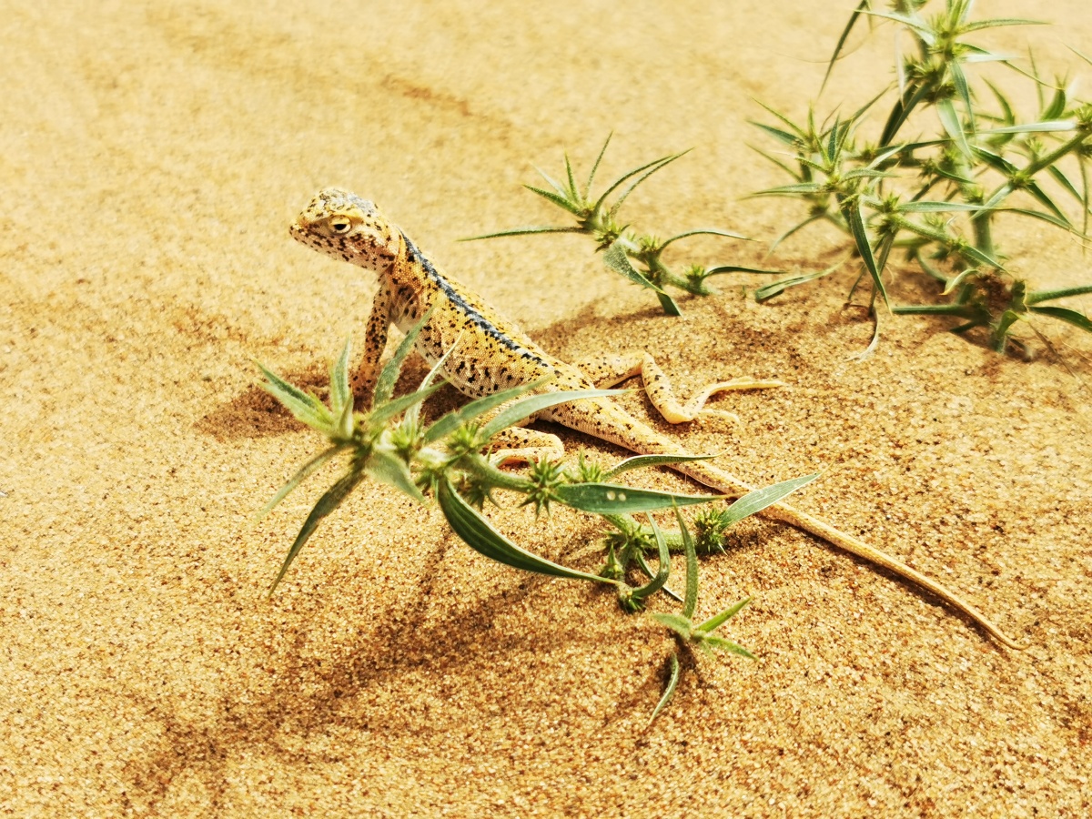 腾格里沙漠的变色龙 - 繁荣829 - 图虫