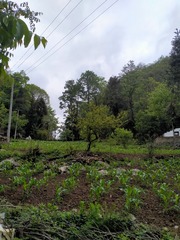 597726
