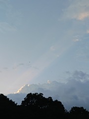 1000115509