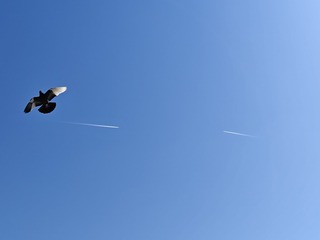 1000005066