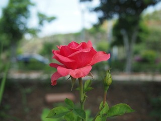 P5130138