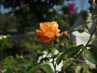 P5130110