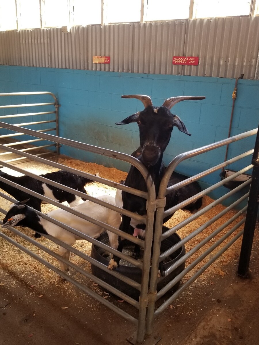 牛犊的养殖方法