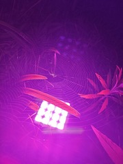 1000010666