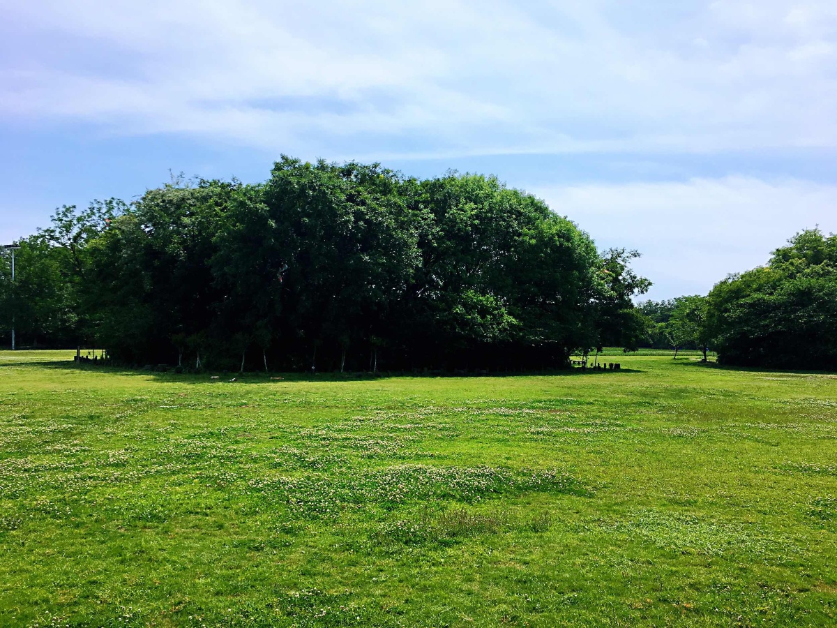 淹城遗址的绿景